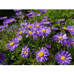 Aster alpinus 'Dunkle Schoene'