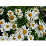 Aster alpinus (Mischung)