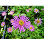 Aster alpinus (Mischung)