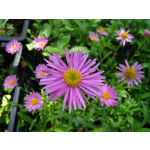 Aster alpinus 'Pinkie'