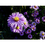 Aster novi-belgii (Neue Hybriden)