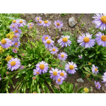 Aster tongolensis 'Wartburgstern'