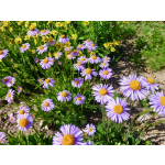 Aster tongolensis 'Wartburgstern'