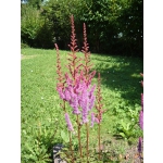 Astilbe chinensis