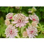 Astrantia major