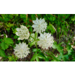 Astrantia major