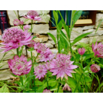 Astrantia major 'Rosea'