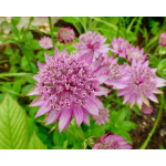 Astrantia major 'Rosea'