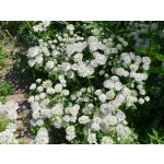 Astrantia major
