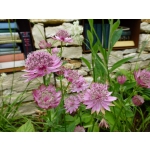Astrantia major 'Rosea'