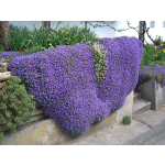 Aubrieta 'Royal Blue'