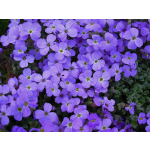 Aubrieta 'Royal Blue'
