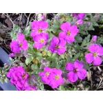 Aubrieta 'Royal Red'