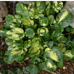 Barbarea vulgaris 'Variegata'