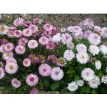 Bellis perennis 'Gefuellte Mischung'