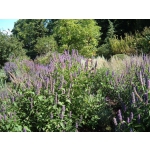 Agastache rugosa