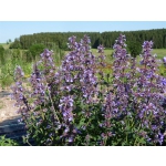 Nepeta grandiflora 'Border Ballett'