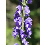 Aconitum napellus ssp. napellus