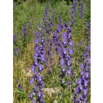 Aconitum napellus ssp. napellus