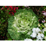 Brassica oleracea var. acephala