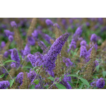 Buddleja davidii 'Violet'