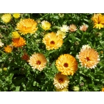 Calendula officinalis 'Touch of Red Mixed'