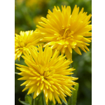 Calendula officinalis 'Yellow Porcupine'