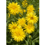 Calendula officinalis 'Yellow Porcupine'