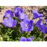 Campanula carpatica