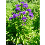 Campanula glomerata 'Acaulis'