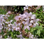 Campanula lactiflora (Mischung)