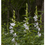 Campanula latifolia 'Alba'