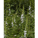 Campanula latifolia 'Alba'