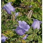 Campanula medium