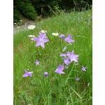 Campanula patula