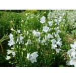 Campanula persicifolia 'Alba'