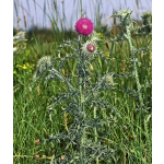 Carduus nutans