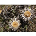 Carlina acaulis