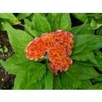 Celosia argentea var. cristata