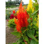 Celosia plumosa 'Orange Feder'