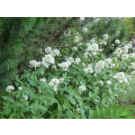 Centranthus ruber 'Albus'