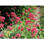 Centranthus ruber 'Coccineus'