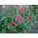 Centranthus ruber 'Coccineus'