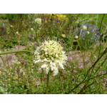 Cephalaria dipsacoides