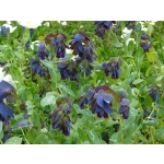 Cerinthe major 'Purpurascens'