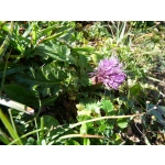 Cirsium acaule