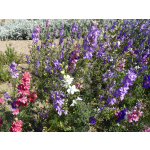 Consolida ajacis 'Giant Imperial Mischung'