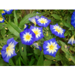 Convolvulus tricolor (Mischung)