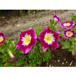 Convolvulus tricolor (Mischung)