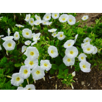 Convolvulus tricolor (Mischung)